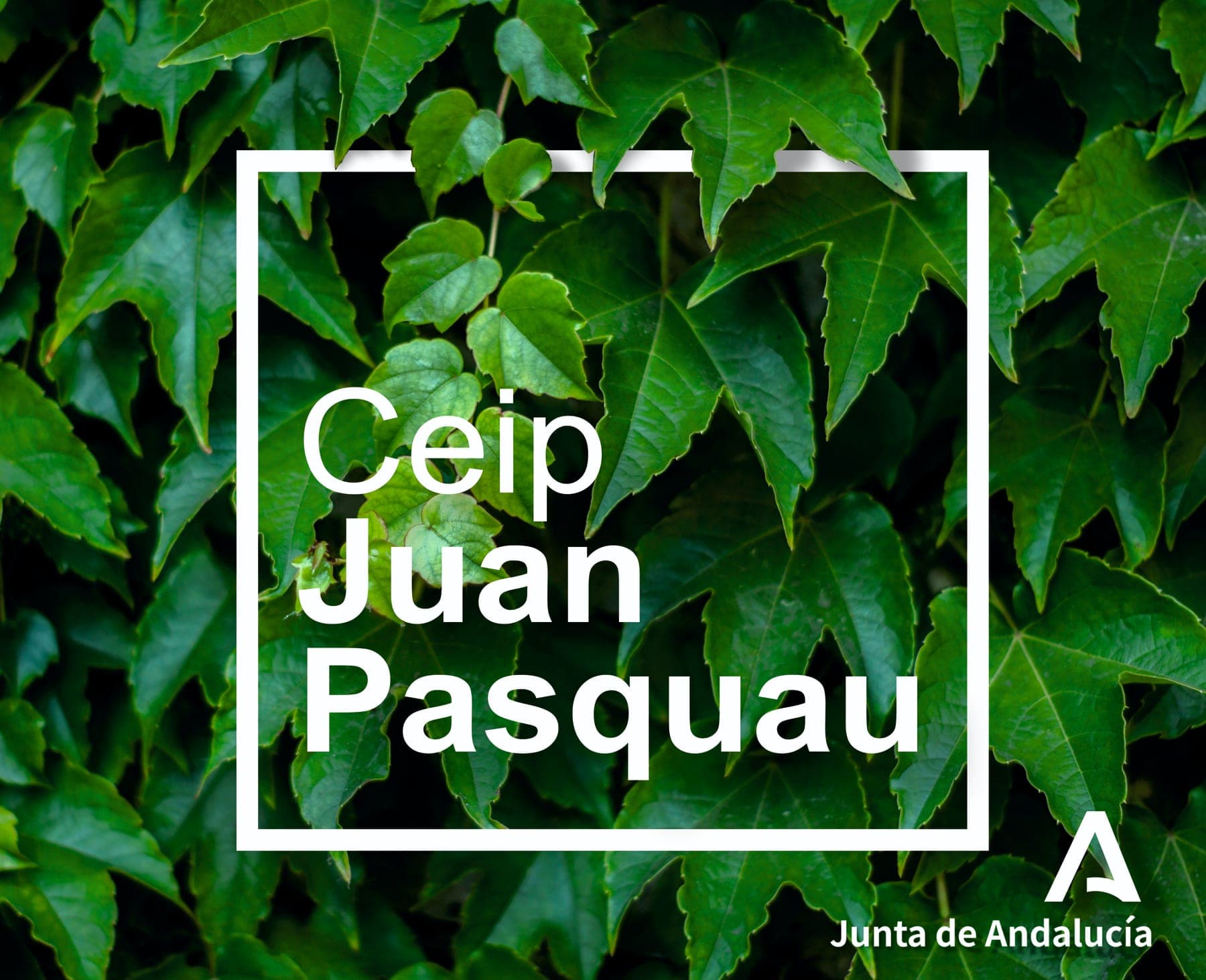 Juan Pasquau